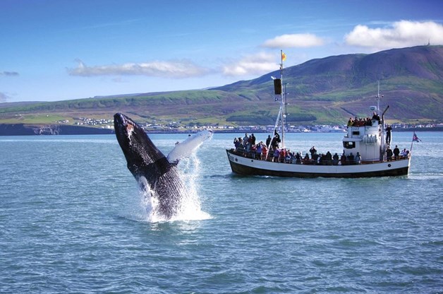 Die einzigartige Erfahrung der Walbeobachtung in Island