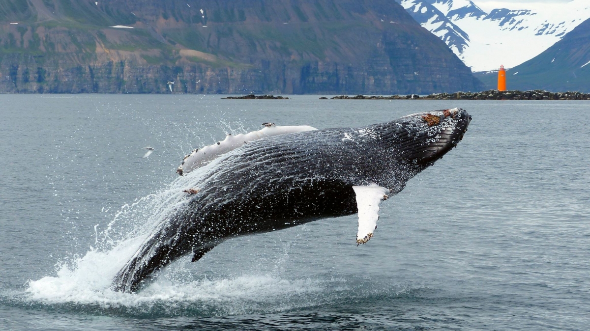A humpback whale jumping out for the water
