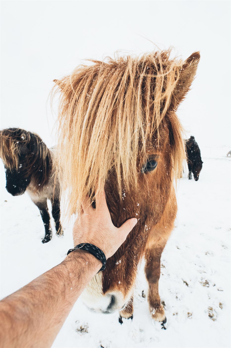 icelandic horses in winter in Iceland