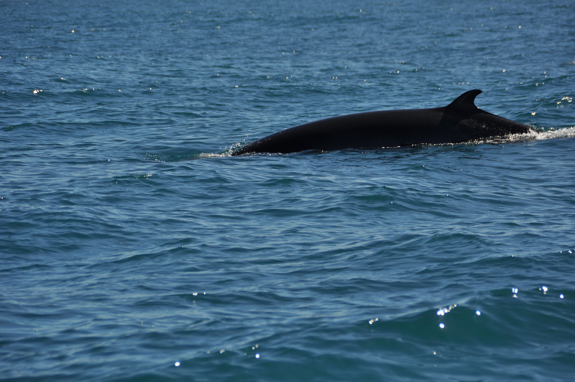 A whale jumping out of the water