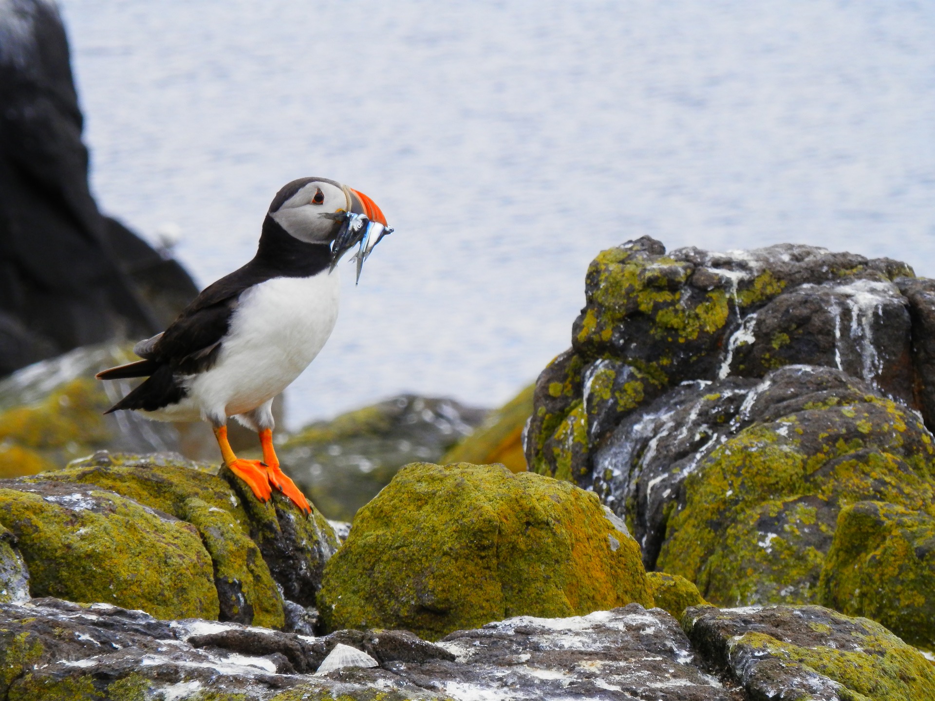 Puffin in Tjornes peninsula in Iceland