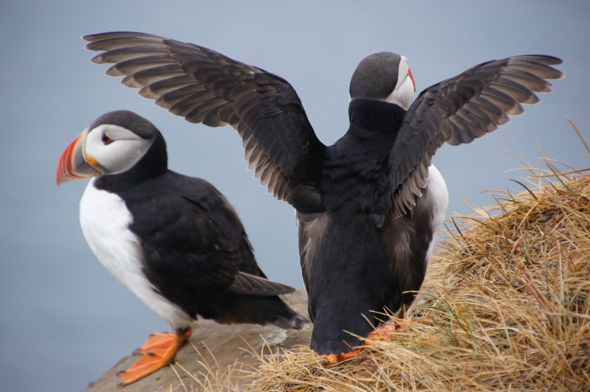 two puffins on a hill in Iceland